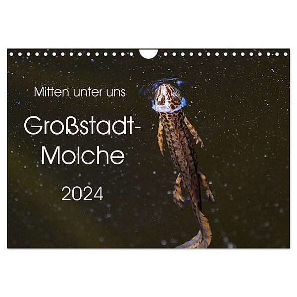 Mitten unter uns - Großstadt-Molche (Wandkalender 2024 DIN A4 quer), CALVENDO Monatskalender, Anne Wibke Hildebrandt