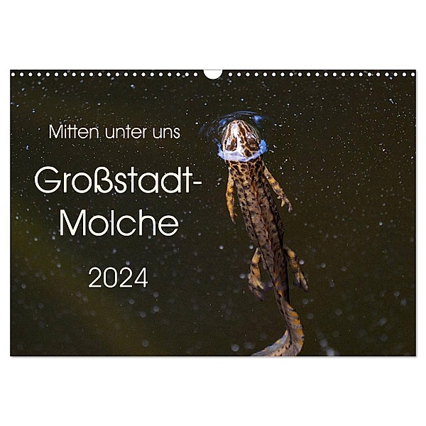 Mitten unter uns - Großstadt-Molche (Wandkalender 2024 DIN A3 quer), CALVENDO Monatskalender, Anne Wibke Hildebrandt