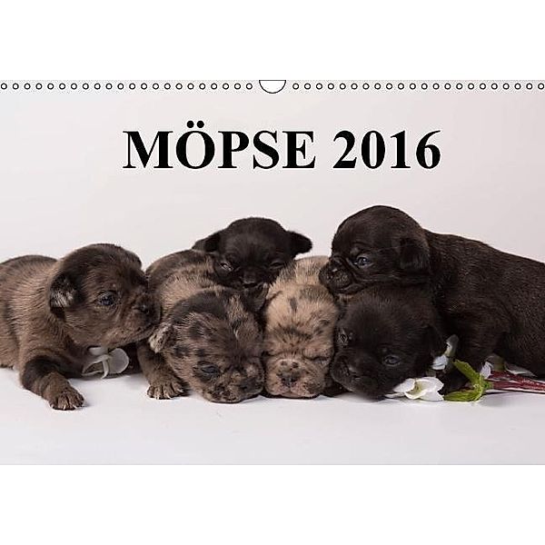 Möpse 2016 (Wandkalender 2016 DIN A3 quer), Yvonne Obermüller