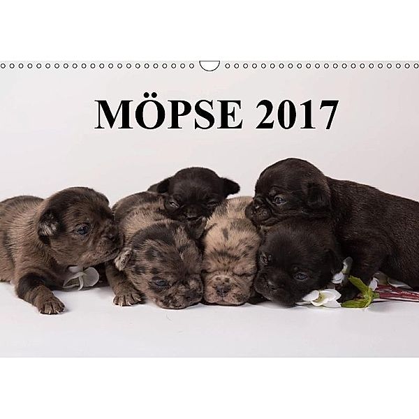 Möpse 2017 (Wandkalender 2017 DIN A3 quer), Yvonne Obermüller Fotografie, Yvonne Obermüller