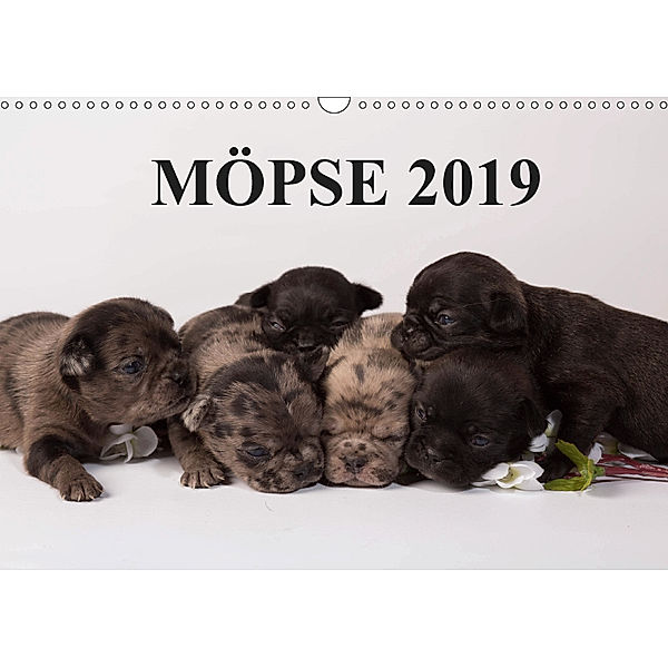 Möpse 2019 (Wandkalender 2019 DIN A3 quer), Yvonne Obermüller