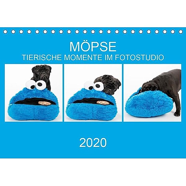 MÖPSE - tierische Momente im Fotostudio (Tischkalender 2020 DIN A5 quer), Ole Dodeck