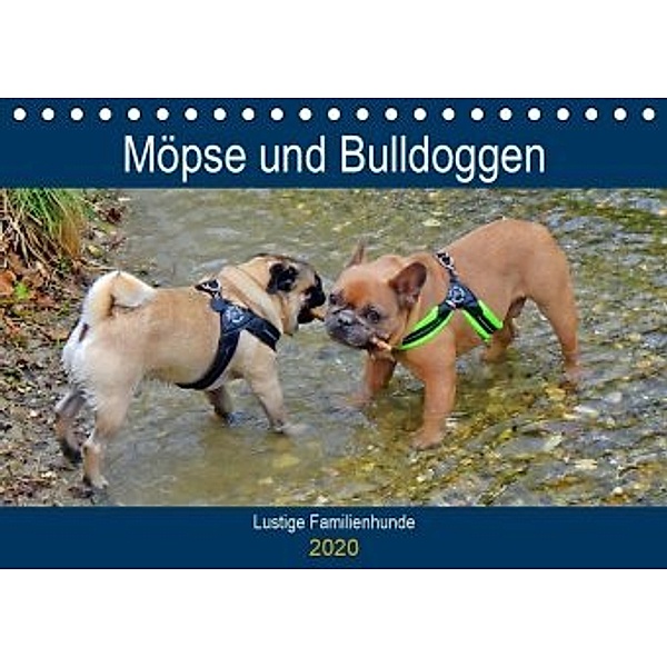 Möpse und Bulldoggen (Tischkalender 2020 DIN A5 quer)
