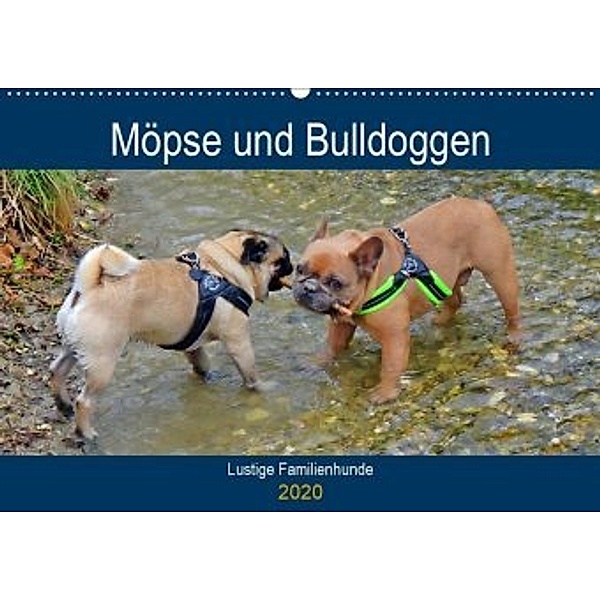 Möpse und Bulldoggen (Wandkalender 2020 DIN A2 quer)