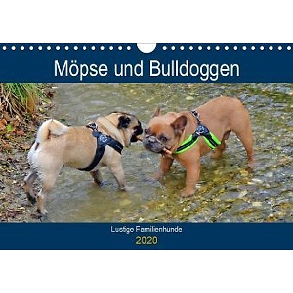 Möpse und Bulldoggen (Wandkalender 2020 DIN A4 quer)