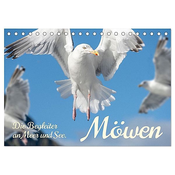 Möwen die Begleiter an Meer und See (Tischkalender 2025 DIN A5 quer), CALVENDO Monatskalender, Calvendo, Roland T. Frank