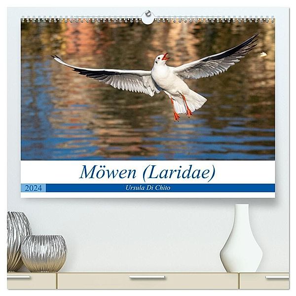 Möwen (Laridae) (hochwertiger Premium Wandkalender 2024 DIN A2 quer), Kunstdruck in Hochglanz, Ursula Di Chito
