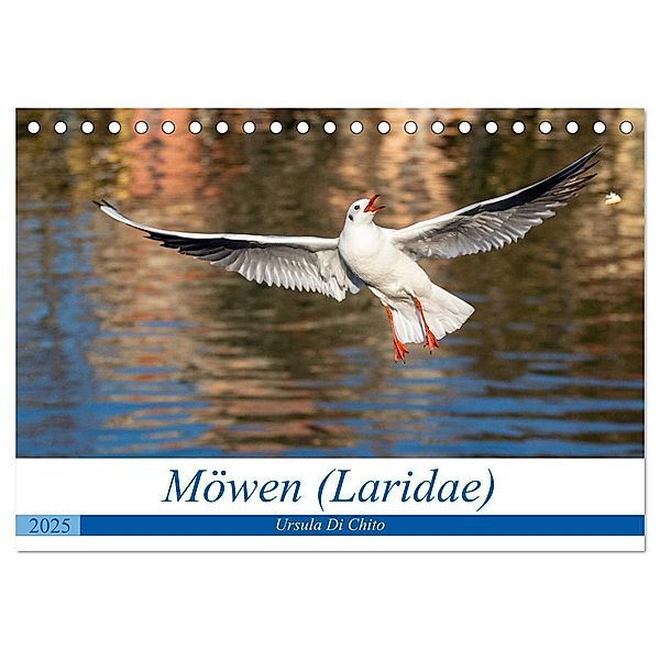 Möwen (Laridae) (Tischkalender 2025 DIN A5 quer), CALVENDO Monatskalender, Calvendo, Ursula Di Chito