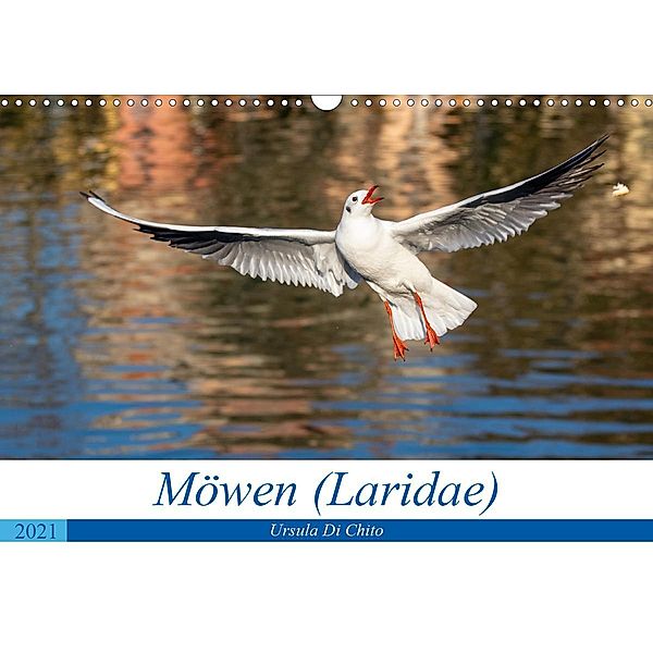 Möwen (Laridae) (Wandkalender 2021 DIN A3 quer), Ursula Di Chito