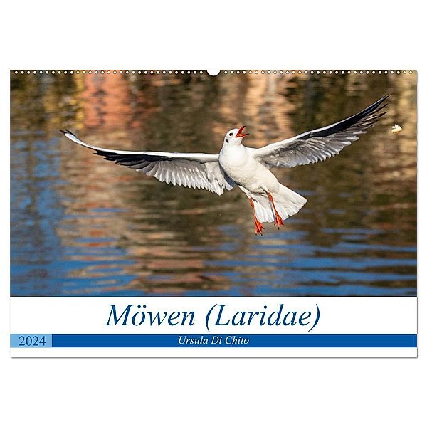 Möwen (Laridae) (Wandkalender 2024 DIN A2 quer), CALVENDO Monatskalender, Ursula Di Chito