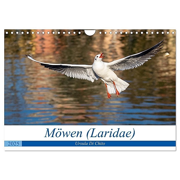 Möwen (Laridae) (Wandkalender 2025 DIN A4 quer), CALVENDO Monatskalender, Calvendo, Ursula Di Chito