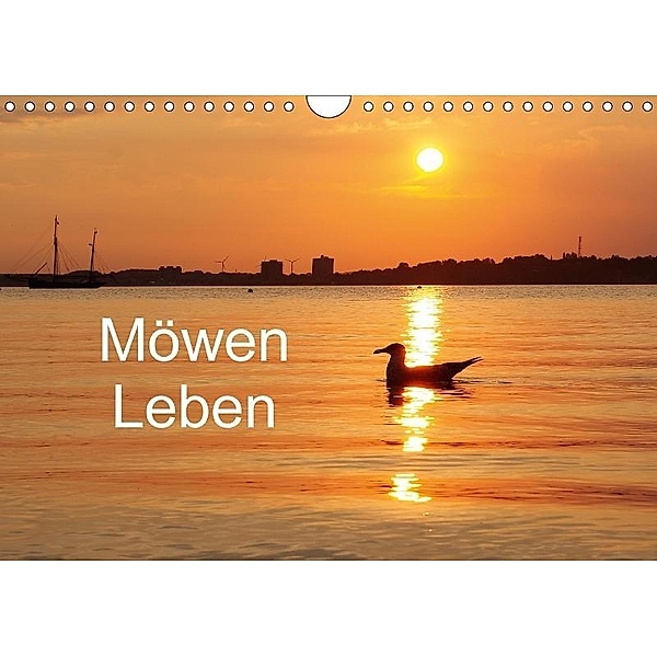 Möwen Leben (Wandkalender 2017 DIN A4 quer), Tanja Riedel