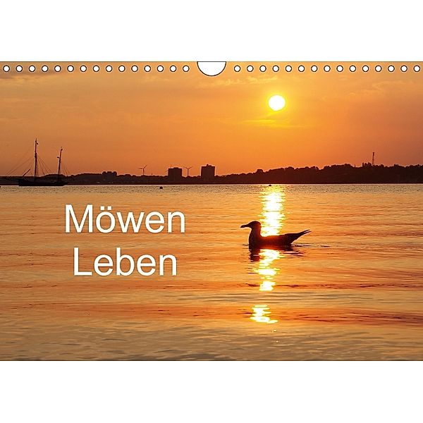 Möwen Leben (Wandkalender 2018 DIN A4 quer), Tanja Riedel