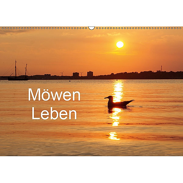 Möwen Leben (Wandkalender 2019 DIN A2 quer), Tanja Riedel