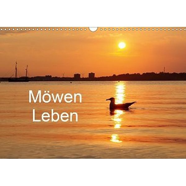 Möwen Leben (Wandkalender 2020 DIN A3 quer), Tanja Riedel