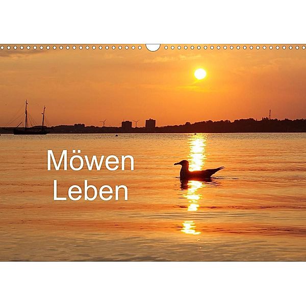 Möwen Leben (Wandkalender 2023 DIN A3 quer), Tanja Riedel