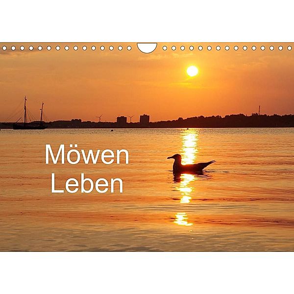Möwen Leben (Wandkalender 2023 DIN A4 quer), Tanja Riedel