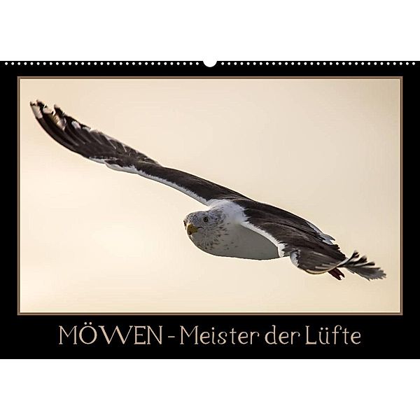 Möwen - Meister der Lüfte (Wandkalender 2023 DIN A2 quer), Thomas Schwarz Fotografie