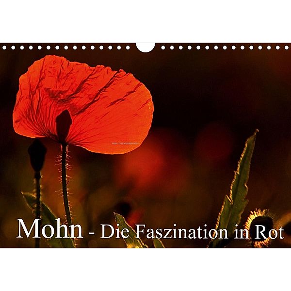 Mohn - Die Faszination in Rot (Wandkalender 2021 DIN A4 quer), Arno Klatt