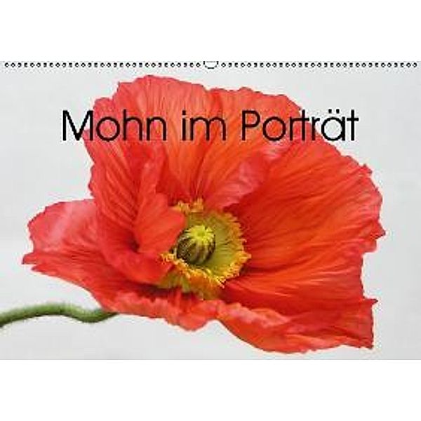 Mohn im Porträt (Wandkalender 2016 DIN A2 quer), Gisela Kruse