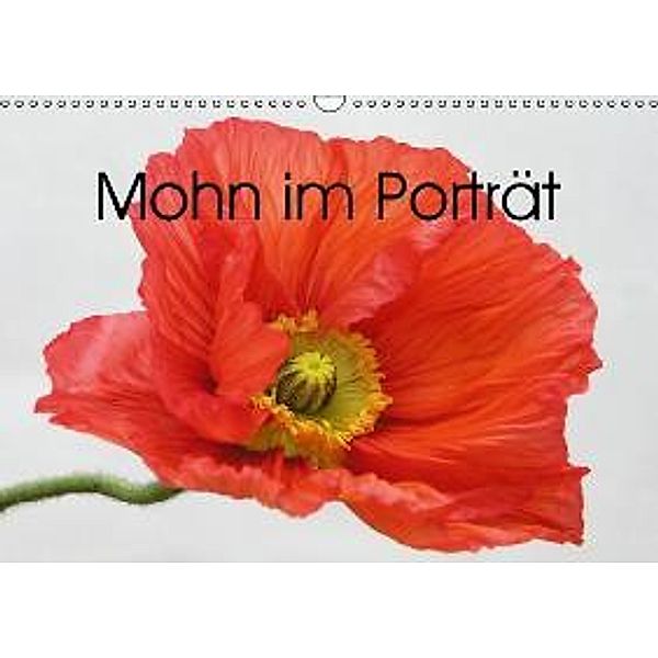 Mohn im Porträt (Wandkalender 2016 DIN A3 quer), Gisela Kruse