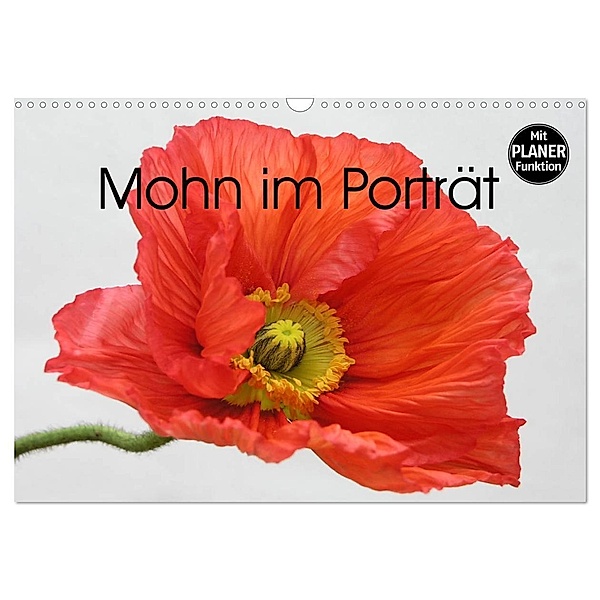 Mohn im Porträt (Wandkalender 2025 DIN A3 quer), CALVENDO Monatskalender, Calvendo, Gisela Kruse
