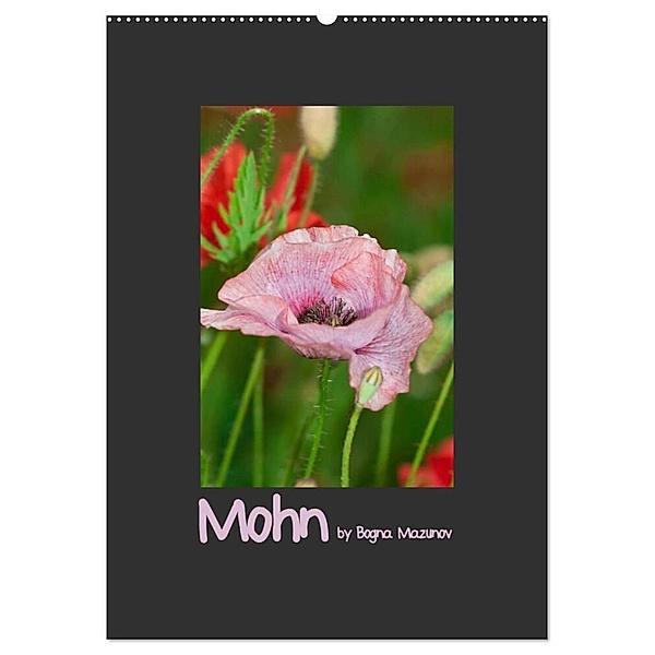 Mohn (Wandkalender 2024 DIN A2 hoch), CALVENDO Monatskalender, Bogna Mazunov
