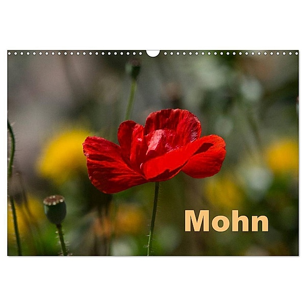 Mohn (Wandkalender 2024 DIN A3 quer), CALVENDO Monatskalender, Erwin Renken