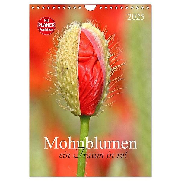 Mohnblumen-ein Traum in rot (Wandkalender 2025 DIN A4 hoch), CALVENDO Monatskalender, Calvendo, Schnellewelten