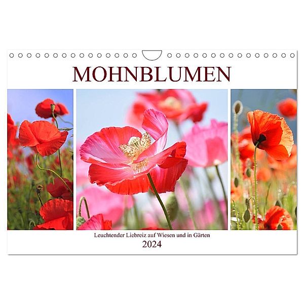 Mohnblumen. Leuchtender Liebreiz auf Wiesen und in Gärten (Wandkalender 2024 DIN A4 quer), CALVENDO Monatskalender, Rose Hurley