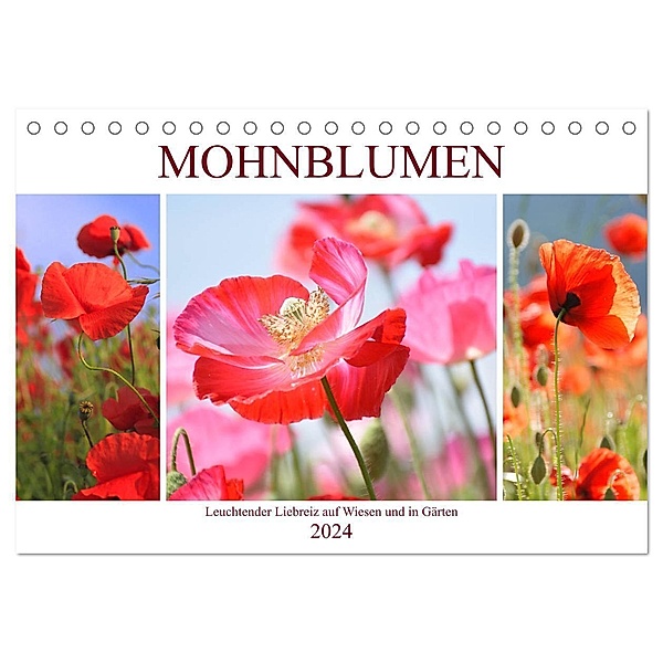 Mohnblumen. Leuchtender Liebreiz auf Wiesen und in Gärten (Tischkalender 2024 DIN A5 quer), CALVENDO Monatskalender, Rose Hurley