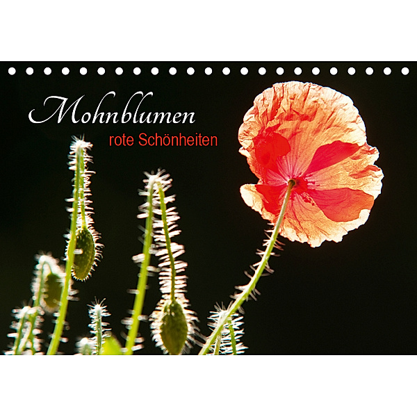 Mohnblumen - rote Schönheiten (Tischkalender 2019 DIN A5 quer), Meike Bölts