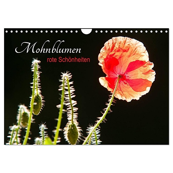 Mohnblumen - rote Schönheiten (Wandkalender 2024 DIN A4 quer), CALVENDO Monatskalender, Meike Bölts