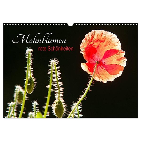 Mohnblumen - rote Schönheiten (Wandkalender 2024 DIN A3 quer), CALVENDO Monatskalender, Meike Bölts