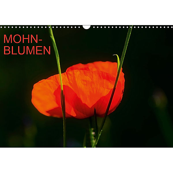 Mohnblumen (Wandkalender 2019 DIN A3 quer), Thomas Jäger