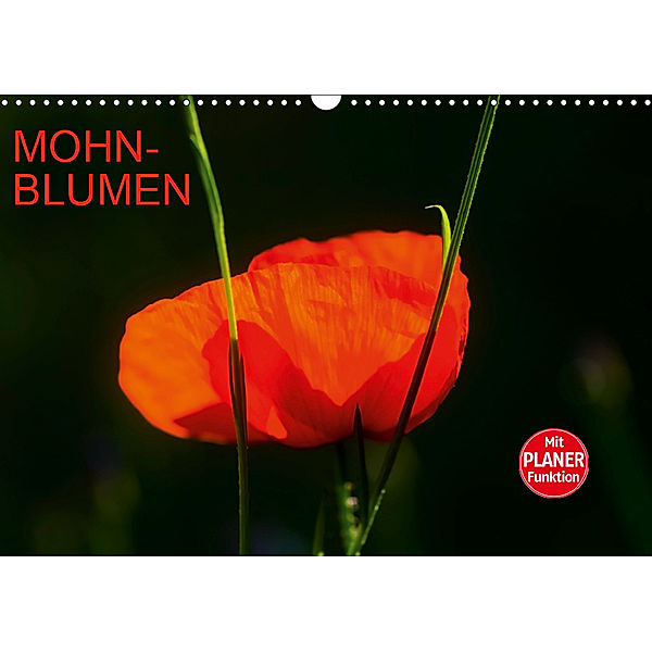 Mohnblumen (Wandkalender 2019 DIN A3 quer), Anette Jäger