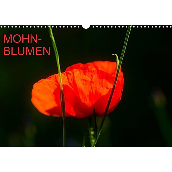 Mohnblumen (Wandkalender 2023 DIN A3 quer), Thomas Jäger