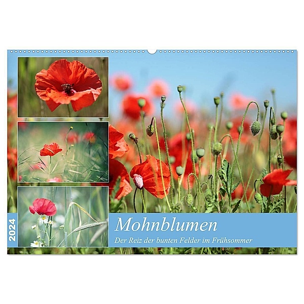Mohnblumen (Wandkalender 2024 DIN A2 quer), CALVENDO Monatskalender, Thomas Deter