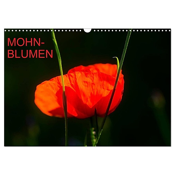Mohnblumen (Wandkalender 2024 DIN A3 quer), CALVENDO Monatskalender, Thomas Jäger