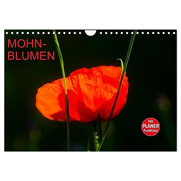 Mohnblumen (Wandkalender 2025 DIN A4 quer), CALVENDO Monatskalender, Calvendo, Anette/Thomas Jäger