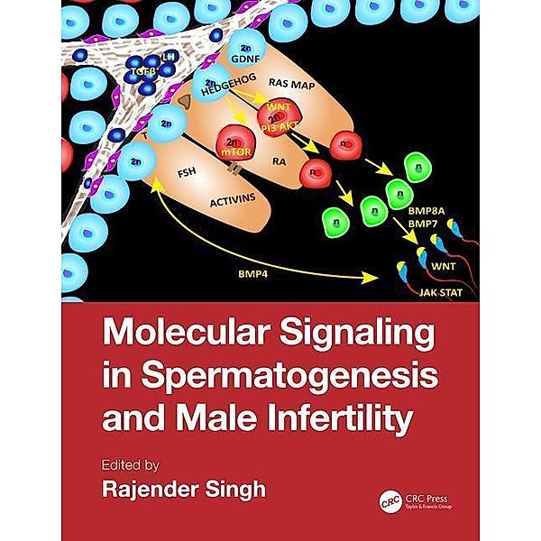 Molecular Signaling in Spermatogenesis and Male Infertility