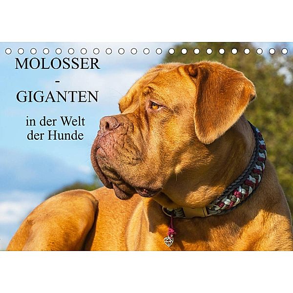 Molosser - Giganten in der Welt der Hunde (Tischkalender 2023 DIN A5 quer), Sigrid Starick