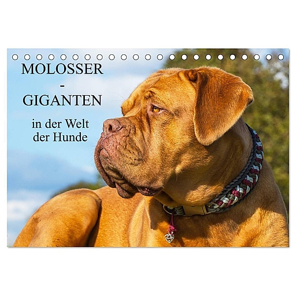 Molosser - Giganten in der Welt der Hunde (Tischkalender 2024 DIN A5 quer), CALVENDO Monatskalender, Sigrid Starick