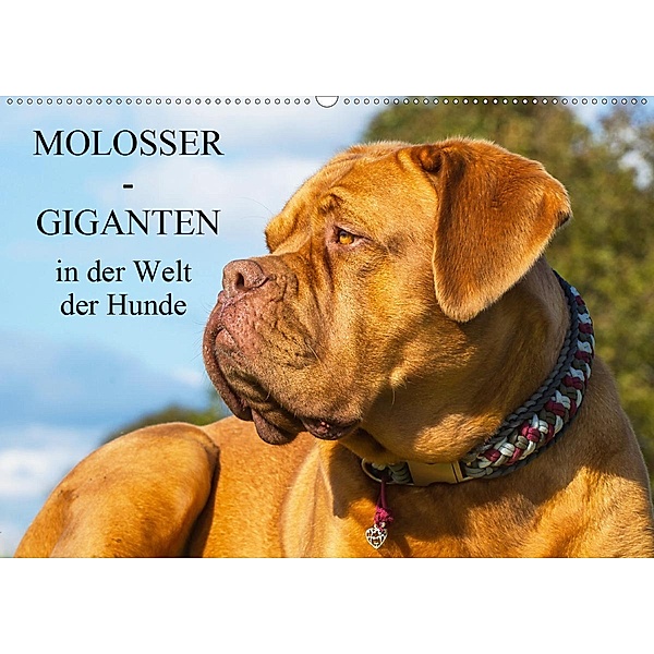 Molosser - Giganten in der Welt der Hunde (Wandkalender 2020 DIN A2 quer), Sigrid Starick