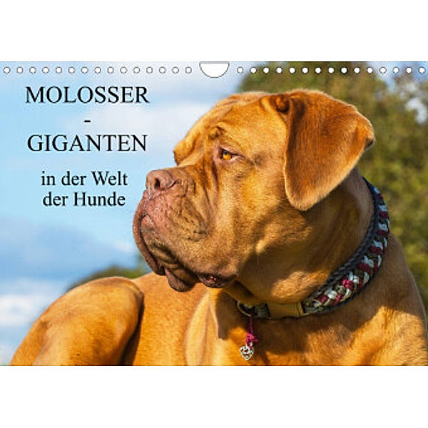 Molosser - Giganten in der Welt der Hunde (Wandkalender 2022 DIN A4 quer), Sigrid Starick