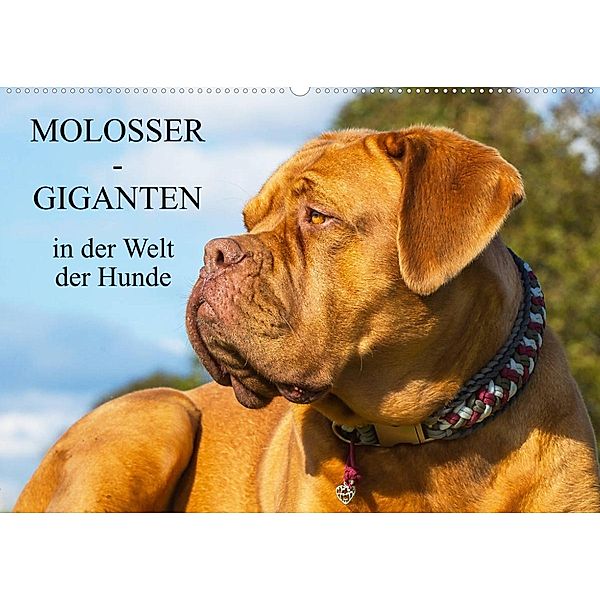 Molosser - Giganten in der Welt der Hunde (Wandkalender 2023 DIN A2 quer), Sigrid Starick