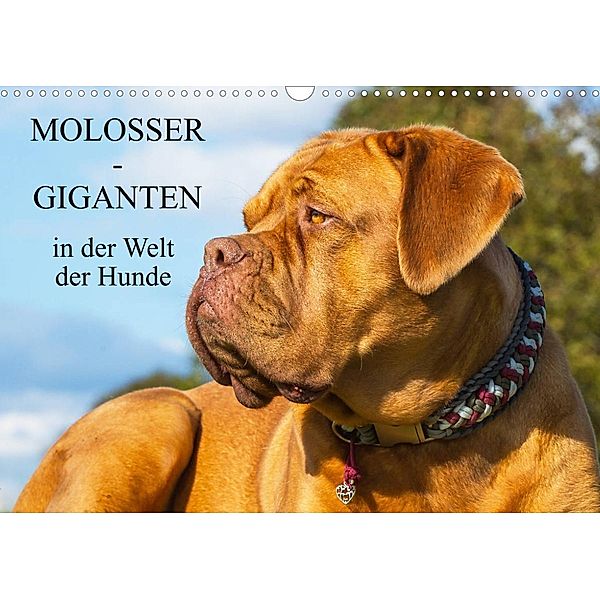 Molosser - Giganten in der Welt der Hunde (Wandkalender 2023 DIN A3 quer), Sigrid Starick