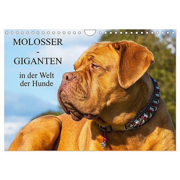 Molosser - Giganten in der Welt der Hunde (Wandkalender 2024 DIN A4 quer), CALVENDO Monatskalender, Sigrid Starick