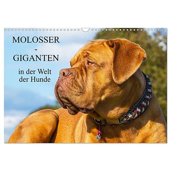 Molosser - Giganten in der Welt der Hunde (Wandkalender 2025 DIN A3 quer), CALVENDO Monatskalender, Calvendo, Sigrid Starick