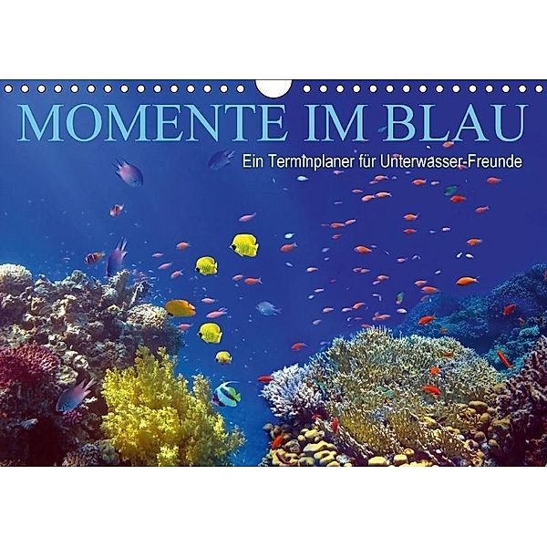 Momente im Blau - Ein Terminplaner für Unterwasser-Freunde (Wandkalender 2017 DIN A4 quer), Tina Melz